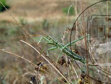 Дыбка степная 004